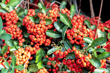 Pyracantha Red Berries In Autumn, Selective Focus.Pyracantha; Decorative Garden Bush With Bright Red Berries.