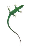 Fototapeta Kawa jest smaczna - Top view of Western Green Lizard aka Lacerta bilineata. Isolated on white background.