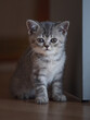 portrait of cute british kitten