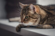 closeup portrait of stunning marble tabby male cat laying on window-sill