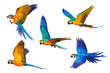 Set of macaw parrot flying isolated on transparent background. 