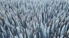 Aerial Looking Down Into A Forest Of Tall Skinny Spruce Trees That Are Covered In Snow And Frost. The Snow Is Backlit By A Bright Sun.
