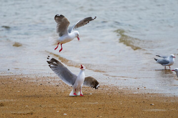 Wall Mural - The Red-billed-gull (Chroicocephalus novaehollandiae scopulinus)