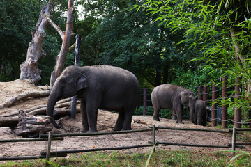 Poster - Group of adorable elephants walking in zoological garden