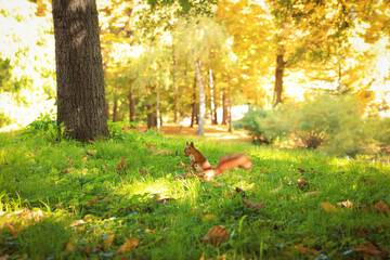 Wall Mural - Cute red squirrel with nut on green grass in park