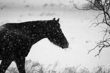 Wall Mural - Snow weather on farm during winter season with horse in silhouette black and white outdoors.