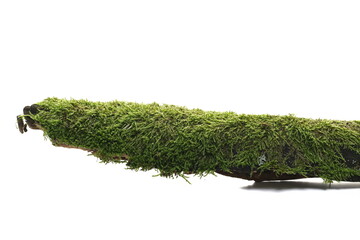 Wall Mural - Fresh green moss on rotten branch isolated on white, side view