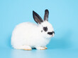 Side view of baby white and black dot rabbit sitting on blue background. Lovely bunny on blue background.