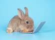 Baby bunny gray rabbit with laptop sitting on blue background. Lovely baby rabbit looking camera and working with notebook.