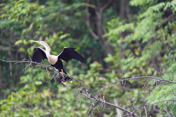 Wall Mural - Anhinga (Anhinga anhinga), sometimes called snakebird, darter, American darter, or water turkey.