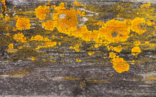 Old Rustic Wood Background Texture With Yellow Moss