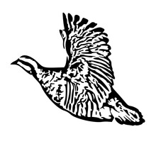 Chukar Bird