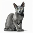  a gray cat with yellow eyes is sitting on a white surface and looking at the camera with a curious look on its face, while looking at the camera, with a white background,. Generative AI