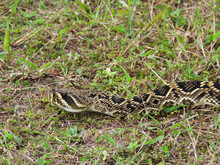 Eastern Diamondback Rattlesnake On A Central Florida Hiking Trail