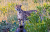 Fototapeta Sawanna - In the wild African Savannha, the Cheetah approaches the prey on foot.