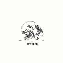 Line Art Juniper Branch Logo