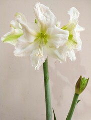 flores blancas