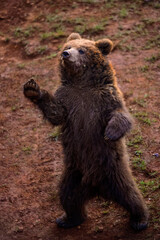 Wall Mural - brown bear cub standing upright
