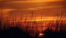 Orange Sunset Shining Through The Louisiana Marsh Reeds