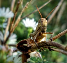 A Large American Bird Grasshopper On A Dead Twig With Wild Daisies In The Background.