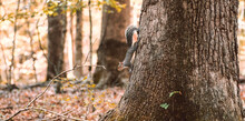 Gray Squirrel Positioned On The Base Of A Large Tree In The Forest.