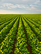 A lush soybean field providing plant-based nutrition