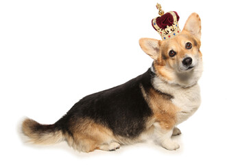 Wall Mural - Corgi dog wearing a crown isolated on a white background