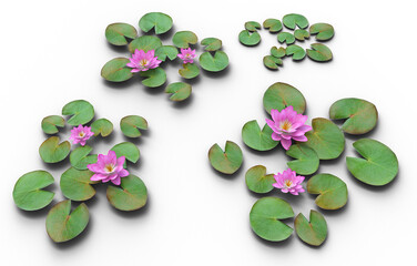 set of lily, laxmi lotus, 3d rendering, for digital composition and architecture visualization