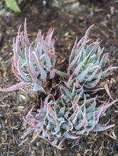 Close Up Of An Aloe, Blue Elf Aloe, Aloeaceae, Asphodeloideae, "California Aloe", "Blue Boy", Succulent, Excellent Plant For Attracting Hummingbirds
