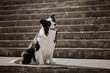 border collie trick on the stairs