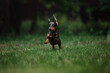 Cheerful dachshund runs in the backyard
