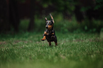 Wall Mural - Cheerful dachshund runs in the backyard