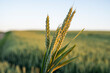 Leinwandbild Motiv Green wheat ears. Green unripe cereals. The concept of agriculture, healthy eating, organic food.
