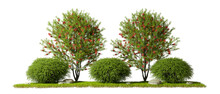 Nature Landscaping Gardening Trees Composition Cut Out Backgrounds 3d Rendering