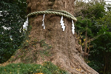 Sticker - 鎌倉の荏柄天神社（えがら）の御神木の風景