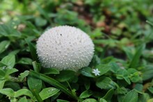White Common Puffball Mushroom On Grass