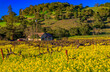 Yellow mustard flowers between grape vines in Napa Valley, California, USA