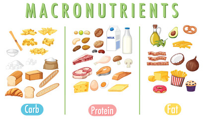 Wall Mural - Main food groups macronutrients vector