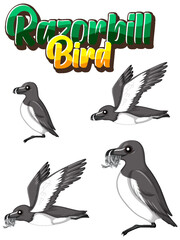 Wall Mural - razorbill birds cartoon character in different poses