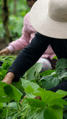 Typical Ecuadorian mountain woman. Woman in the field, her harvesting round green beans with her own hands