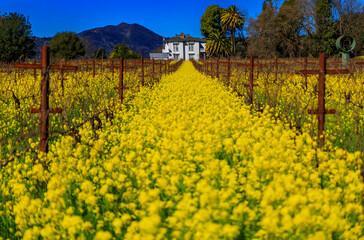 Wall Mural - Yellow mustard flowers between grape vines in Napa Valley, California, USA