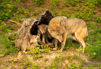 coyote pups