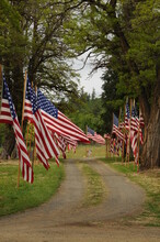 Flags On A Road In A Cemetary 