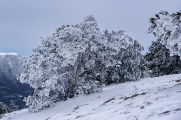 Sticker - Snow covered pine trees on mountain Demerdzhi after blizzard in spring. Crimea