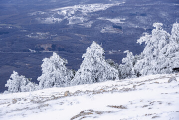 Sticker - Snow covered pine trees on mountain Demerdzhi after blizzard in spring. Crimea