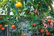 Growing various citrus plants in a greenhouse