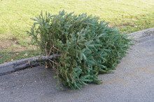 Close Up On Used Disposed Christmas Tree Laying At Curbside