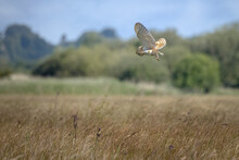 Barn Owl Hunting In Flight Over Meadow