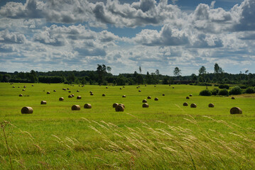 Poster - Hay rolls on a green field.