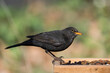 A common blackbird on a bird feeder with raisins